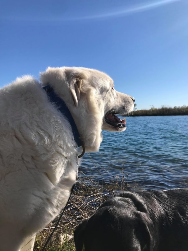 Great Pyrenees Labrador Mix The Ultimate Pyrador Guide